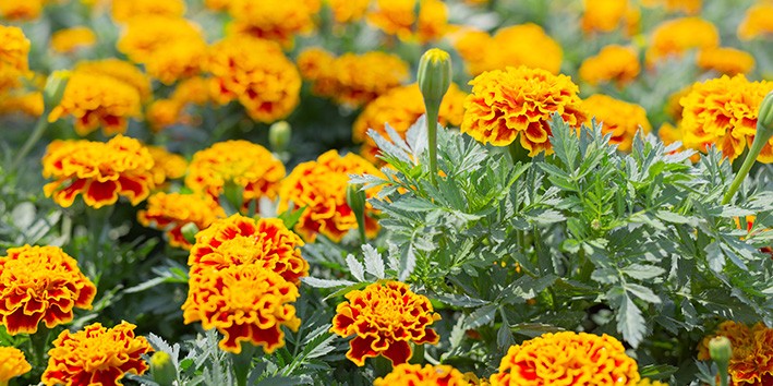 Luteina Zeaxantina Tagetes erecta para que serve